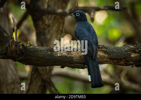 Trogon Rufo - Nero-throated Trogon, anche a becco giallo trogon, vicino passerine bird nella famiglia trogon, Trogonidae, razze in pianura da Hondur Foto Stock