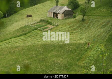 Contea di Brasov, Romania. Uomo che taglia un grande campo d'erba su una collina usando una falce. Foto Stock