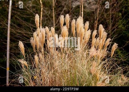 Erbe in autunno nel Maine Foto Stock