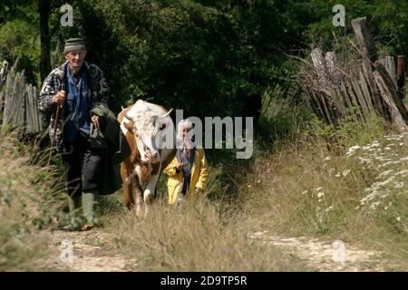 Paese di Hateg, Romania. Coppie anziane che camminano lungo la loro mucca sulla corsia di campagna. Foto Stock