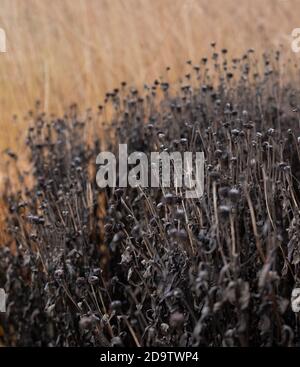 Il Giardino alla Hauser & Wirth Gallery ha nominato il campo di Oudolf, presso la Durslade Farm, Somerset UK. Disegnato da Piet Oudolf, fotografato in autunno. Foto Stock