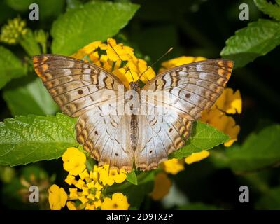 Primo piano di un pavone bianco (Anartia jatrophae) farfalla su un fiore giallo Foto Stock