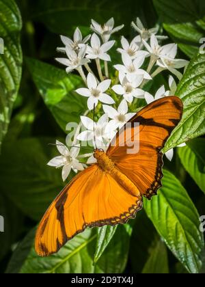 Primo piano di una farfalla Julis arancione (Dryas iulia) su un fiore bianco Foto Stock