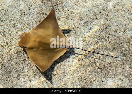Bat ray, aquila ray, o stingray (Myliobatis californica) nuoto in un basso sabbioso sprofondare. Foto Stock