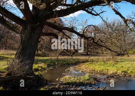 Tortuoso torrente attraverso il paesaggio tardo autunno/autunno. Rural Illinois, Stati Uniti. Foto Stock