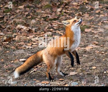 Red Fox primo piano in piedi sulle gambe posteriori con un muschio e foglie marroni autunno sfondo nel suo ambiente e habitat, con la coda di volpe, pelliccia di volpe. FO Foto Stock