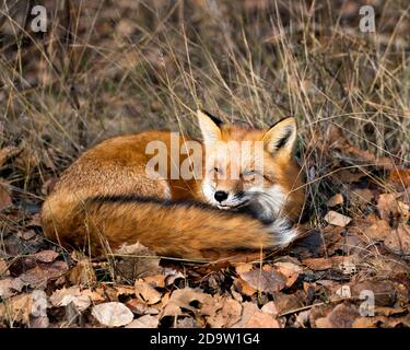 Red Fox nella foresta che riposa sulle foglie marroni d'autunno nel suo ambiente e habitat, mostrando coda di volpe, pelliccia di volpe. Foto Stock