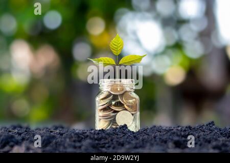 Albero crescente su bottiglia risparmio di denaro con sfondo verde sfocato natura, concetto di crescita economica. Foto Stock