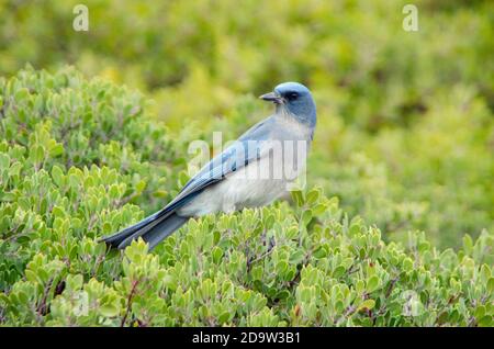 Mexican Jay (Aphelocoma wollweberi) arroccato in cespugli verdi Foto Stock