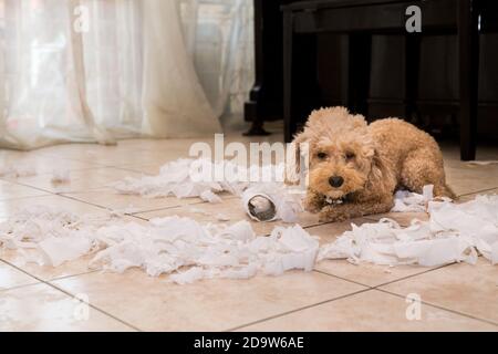 Il cane Naughty distrusse il rotolo di tessuto in pezzi quando a casa da solo Foto Stock