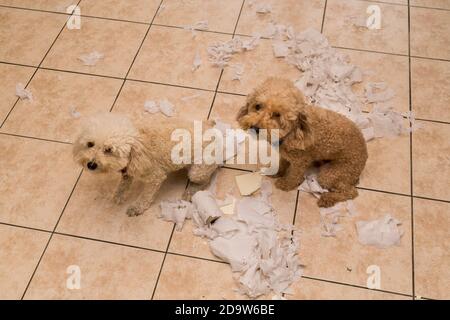 Il cane Naughty distrusse il rotolo di tessuto in pezzi quando a casa da solo Foto Stock