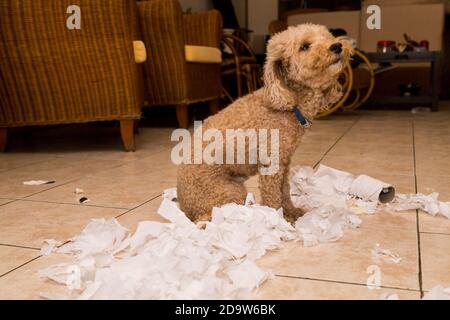 Il cane Naughty distrusse il rotolo di tessuto in pezzi quando a casa da solo Foto Stock