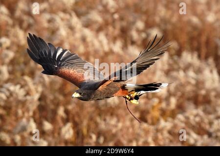 Harris Hawk in volo per la falconeria Foto Stock