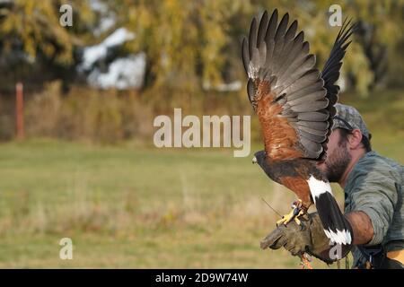 Harris Hawk in volo per la falconeria Foto Stock