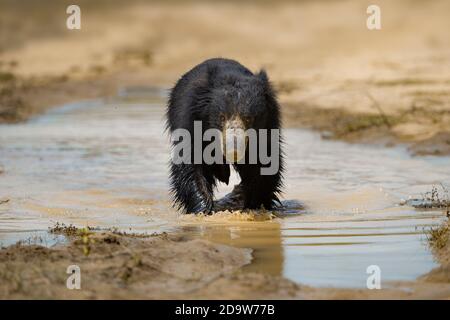 Orso di bradipo Foto Stock