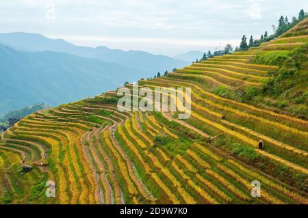 La gente cinese con cappello conico che fa la raccolta di riso nelle terrazze di campo di riso di Ping un villaggio, contea di Longsheng, provincia di Guangxi, Cina. Foto Stock