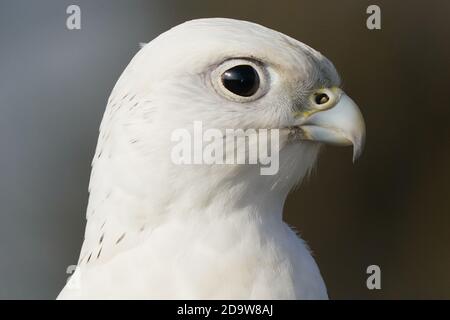 Gyrfalcon sul display Falcon Foto Stock