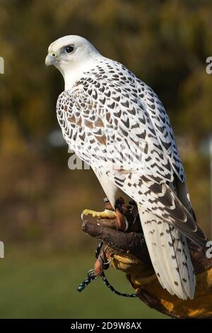 Gyrfalcon sul display Falcon Foto Stock