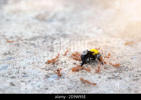 Closeup gruppo di formiche stanno mordendo e mangiando le vespe sul pavimento. Foto Stock