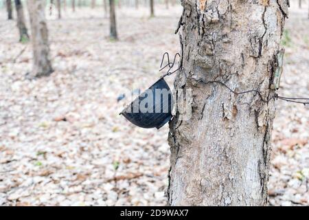 Tazze di plastica appese sull'albero per approvvigionamento di acqua di alberi di gomma. Foto Stock