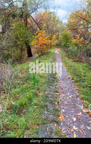 Autumn Grove è un sentiero non asfaltato che attraversa direttamente la foresta autunnale. Foto Stock