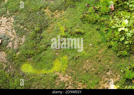 I mossi, o la divisione tassonomica Bryophyta, sono piccole piante non vascolari senza flusso che formano tipicamente grumi o stuoie verdi densi Foto Stock