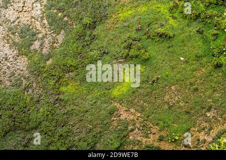 I mossi, o la divisione tassonomica Bryophyta, sono piccole piante non vascolari senza flusso che formano tipicamente grumi o stuoie verdi densi Foto Stock