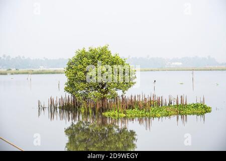 Mangrovie UNA bella vista del tramonto dall'isola di kadamakudy, Kerala Foto Stock