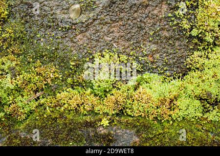 I mossi, o la divisione tassonomica Bryophyta, sono piccole piante non vascolari senza flusso che formano tipicamente grumi o stuoie verdi densi Foto Stock