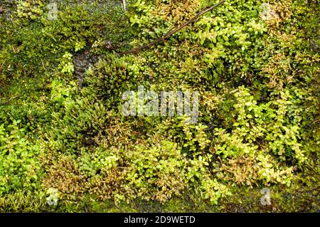 I mossi, o la divisione tassonomica Bryophyta, sono piccole piante non vascolari senza flusso che formano tipicamente grumi o stuoie verdi densi Foto Stock