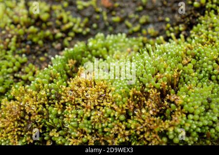 I mossi, o la divisione tassonomica Bryophyta, sono piccole piante non vascolari senza flusso che formano tipicamente grumi o stuoie verdi densi Foto Stock