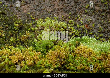 I mossi, o la divisione tassonomica Bryophyta, sono piccole piante non vascolari senza flusso che formano tipicamente grumi o stuoie verdi densi Foto Stock