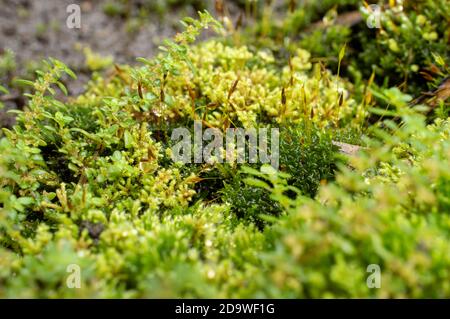 I mossi, o la divisione tassonomica Bryophyta, sono piccole piante non vascolari senza flusso che formano tipicamente grumi o stuoie verdi densi Foto Stock