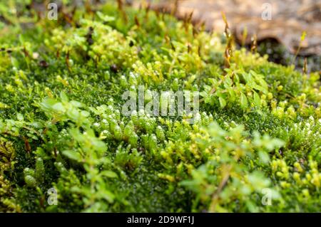 I mossi, o la divisione tassonomica Bryophyta, sono piccole piante non vascolari senza flusso che formano tipicamente grumi o stuoie verdi densi Foto Stock