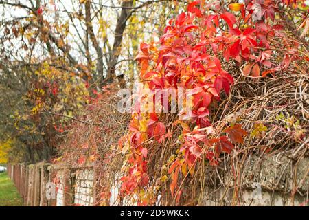 Le foglie rosse di uva da maiena nel paesaggio della città. Arrampicata pianta su una rete recinzione. Foto Stock