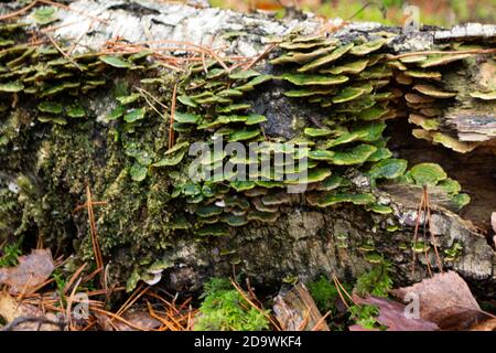 Lenzites betulina noto come polipo gillato, mazegill di betulla o polipo di gill verde, fungo con proprietà medicinali dalla Bielorussia Foto Stock