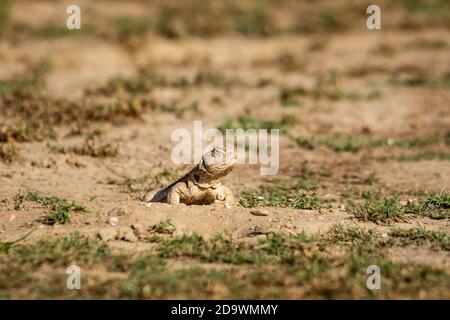 Lucertole con coda spinosa o Uromastyx che emergono dal suo burrow o. bill al santuario di tal chhapar rajasthan india Foto Stock