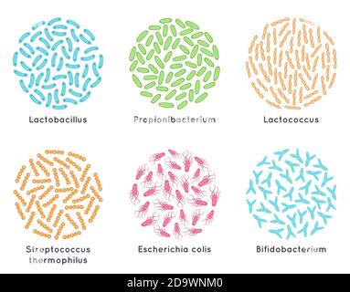 Batteri probiotici. Buoni microrganismi per la flora batterica sana, probiotici microscopici. Set di illustrazioni vettoriali per batteri lattici Illustrazione Vettoriale