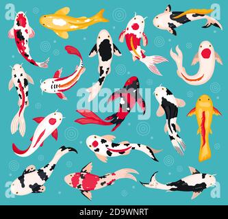 Carpe koi giapponesi. Pesce koi orientale, pesca asiatica della cina, pesci galleggianti colorati. Cinese tradizionale brillante koi pesce vettoriale illustrazioni Illustrazione Vettoriale