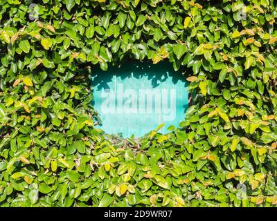 Frammento della superficie blu incrinata della recinzione pesantemente sopravcrescita con edera verde Foto Stock