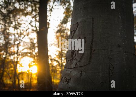 Faggio con incisioni nella corteccia durante il tramonto in autunno, Europa Foto Stock