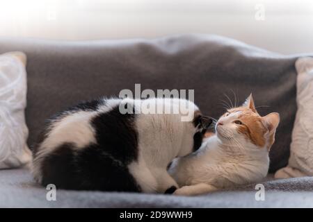 il gatto marrone e bianco leccano l'orecchio di un nero e gatto bianco Foto Stock