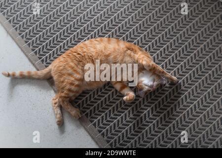 un gatto marrone tabby stende il suo corpo intero sul moquette Foto Stock