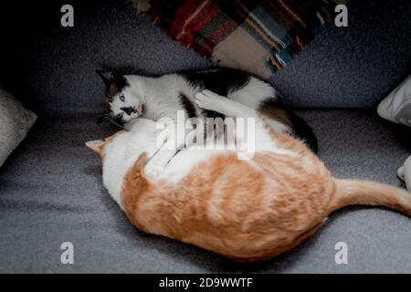 due gatti domestici giocano insieme sul divano Foto Stock