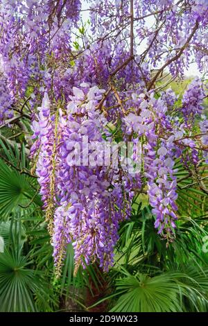 Fiori primaverili. Bel ramo di fioritura glicine in giardino mediterraneo Foto Stock