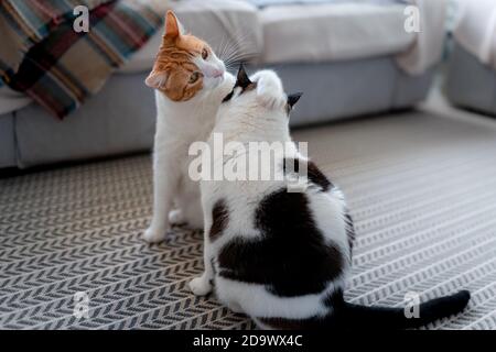 un gatto marrone e bianco leccano l'orecchio di a. gatto bianco e nero Foto Stock