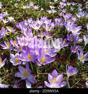 Fiori di croci ( Crocus vernus ) tra le foglie secche d'autunno nel parco il sole giorno di primavera Foto Stock