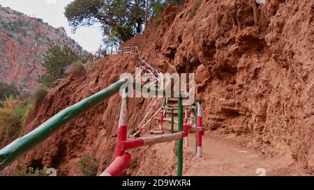 Carino macaco barbaro (macaca sylvanus) seduto su recinzione di legno su un sentiero che conduce alle cascate di Ouzoud, Marocco, Africa. Concentrarsi sulla scimmia. Foto Stock