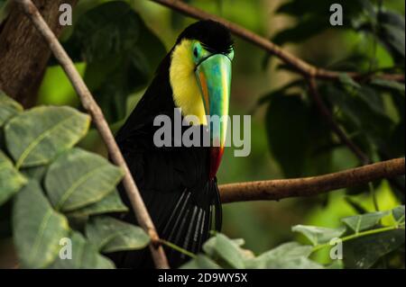 Chiglia fatturati Toucan Foto Stock