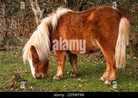 Pony Shetland nella Foresta Nuova Foto Stock